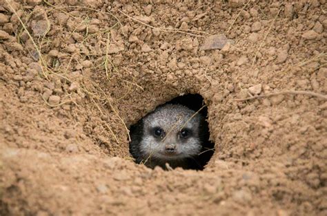 Digging Through Burrows .